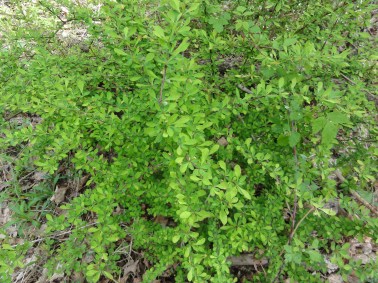 Japanese barberry (Berberis thunbergii) 2012