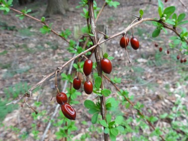 Japanese barberry (Berberis thunbergii) on the O’Loughlin property