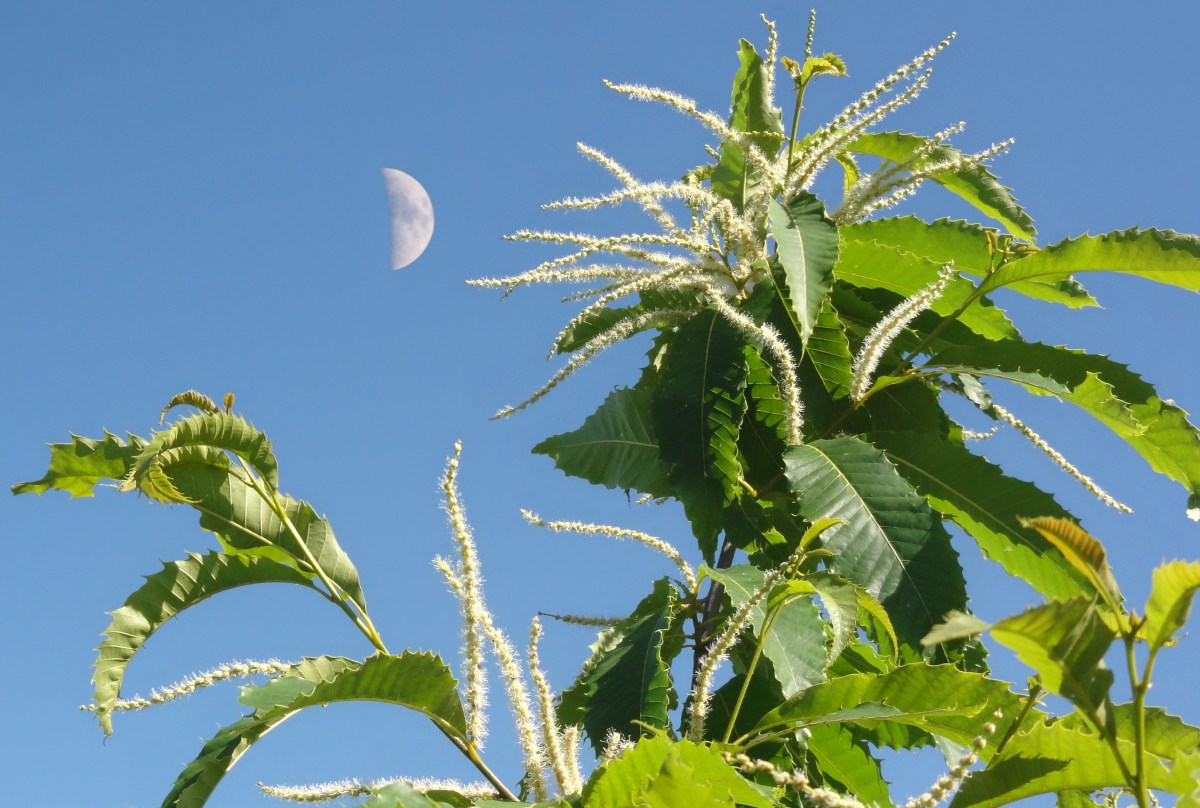 American Chestnut (Castanea dentata) at the Skaneateles Conservaton Area, 2012.