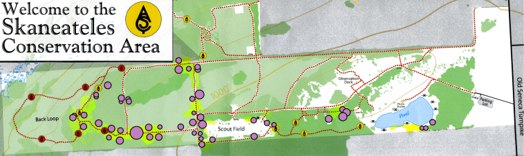 Pale swallowwort imapinvasives