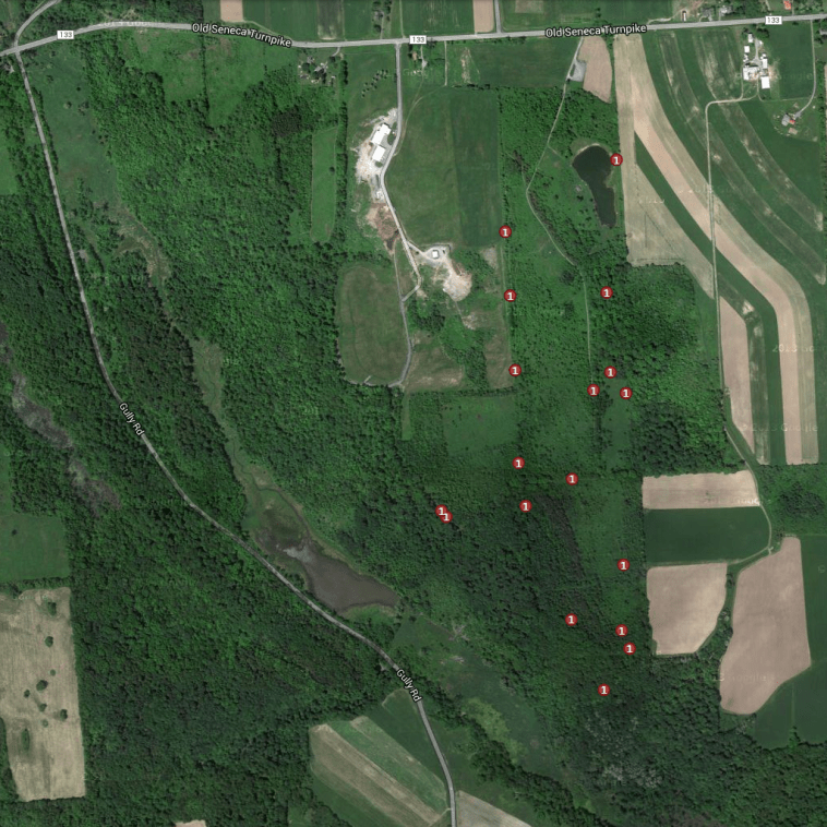 Pale swallowwort imapinvasives