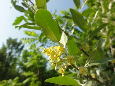 Elaeagnus umbellata, autumn olive