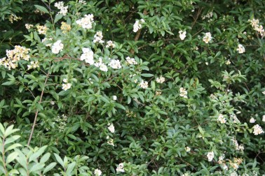 Common privet (Ligustrum vulgare). Federal Farm. 14 June 2012.
