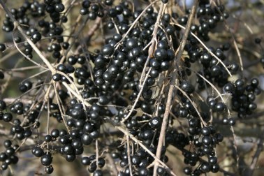 Common privet fruit peristing into the spring.Federal Farm. 4 April 2011.
