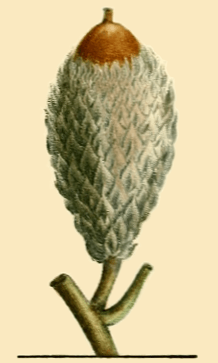 Bur oak acorn from Histoire de Arbres Forestiers de l'Amerique Sptentrionale par Andre Michaux, Tome I, 1813.