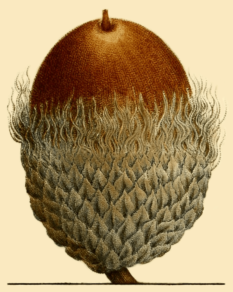 Bur oak acorn from Histoire de Arbres Forestiers de l'Amerique Sptentrionale par Andre Michaux, Tome I, 1813.