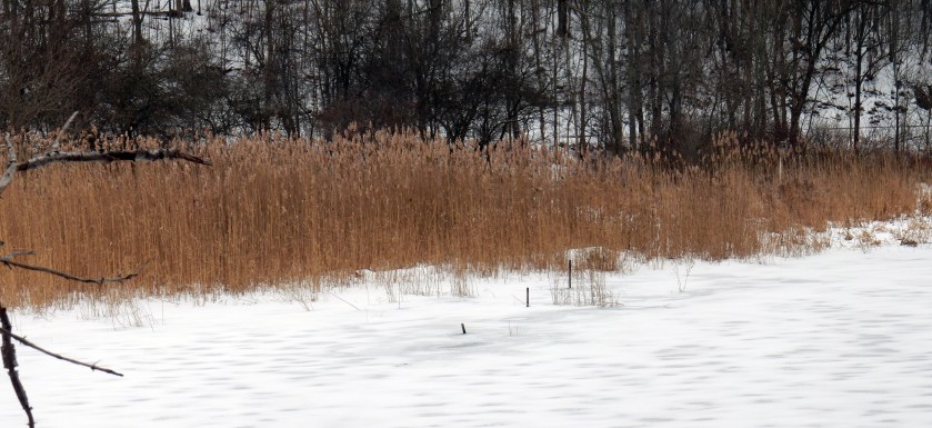 Phragmites australis infestation on the west side of the lower beaver dam