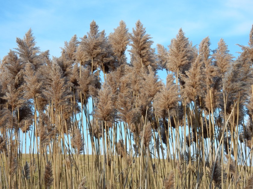 Phragmites on west side of landfill, December, 2014.