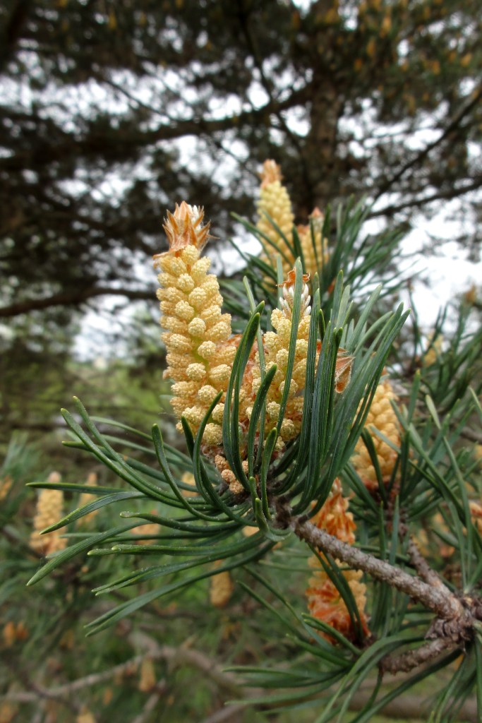 Scots pine, May 2012