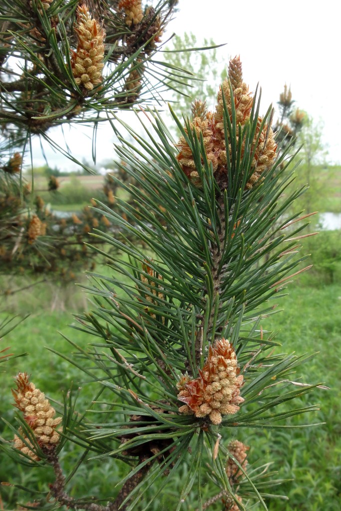 Scots pine, May 2012