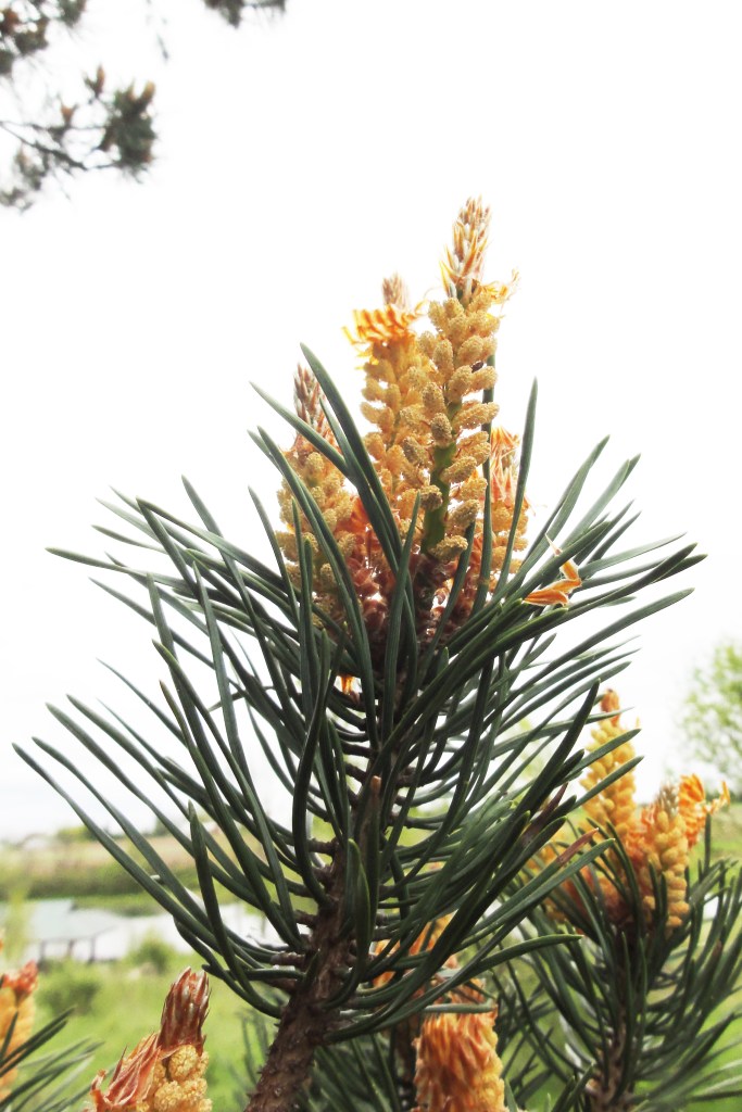 Scots pine, May 2012