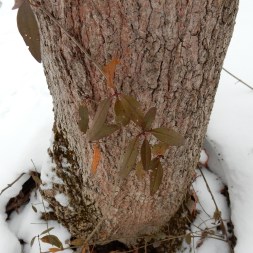 Privet leaves in December 2014