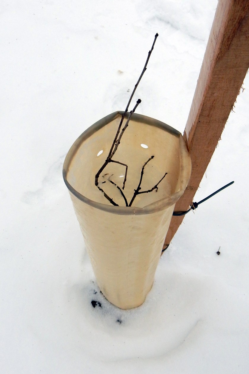 One of the  bur oaks in a tree shelter.