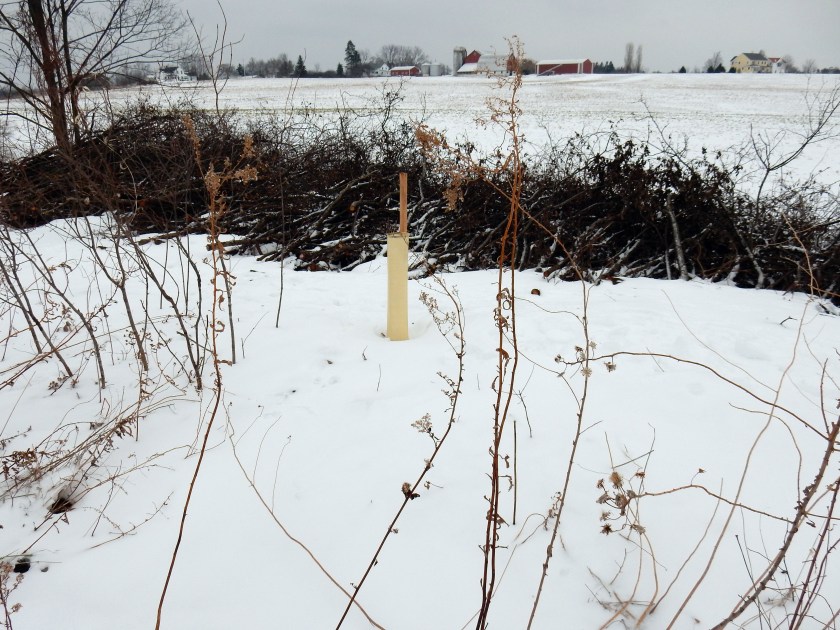 Bur oak in a tree shelter