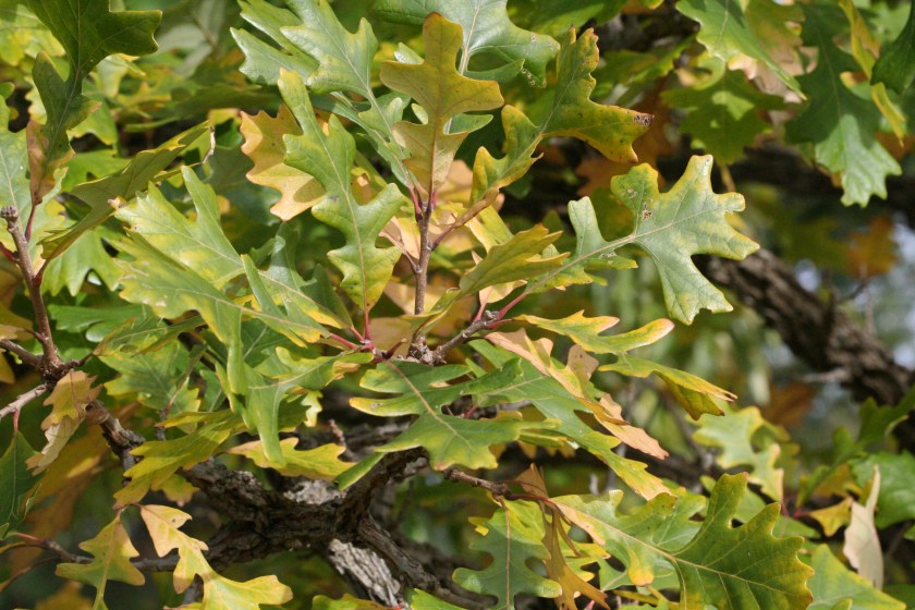 Bur oak (Quercus macrocarpa) photographed at Baltimore Woods. Oct. 2012
