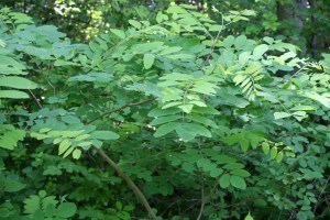 Black locust (Robinia pseudoacacia) near Scout Field on the Federal Farm.