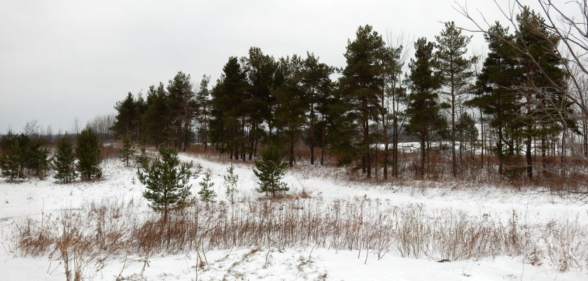 Scots pine from observation deck. Dec, 2014.