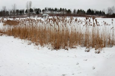 Scots pine, pavilion, pond, and Phragmites.