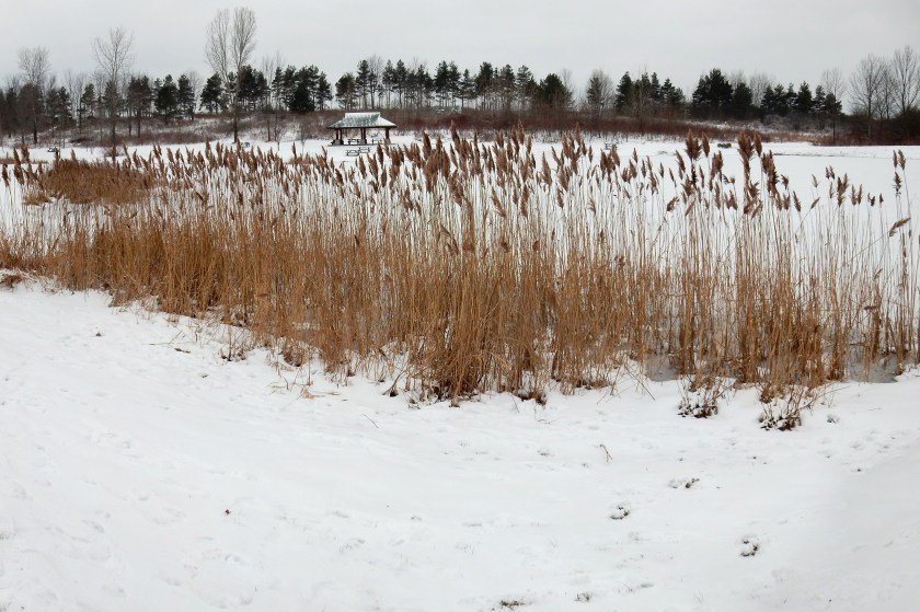 Scots pine, pavilion, pond, and Phragmites.