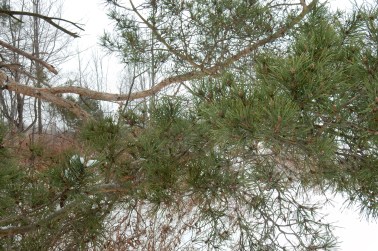 Branch of one of the Scots pines on the ridge above the fishing pond.
