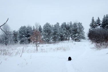 Snow pines & Ella 0565