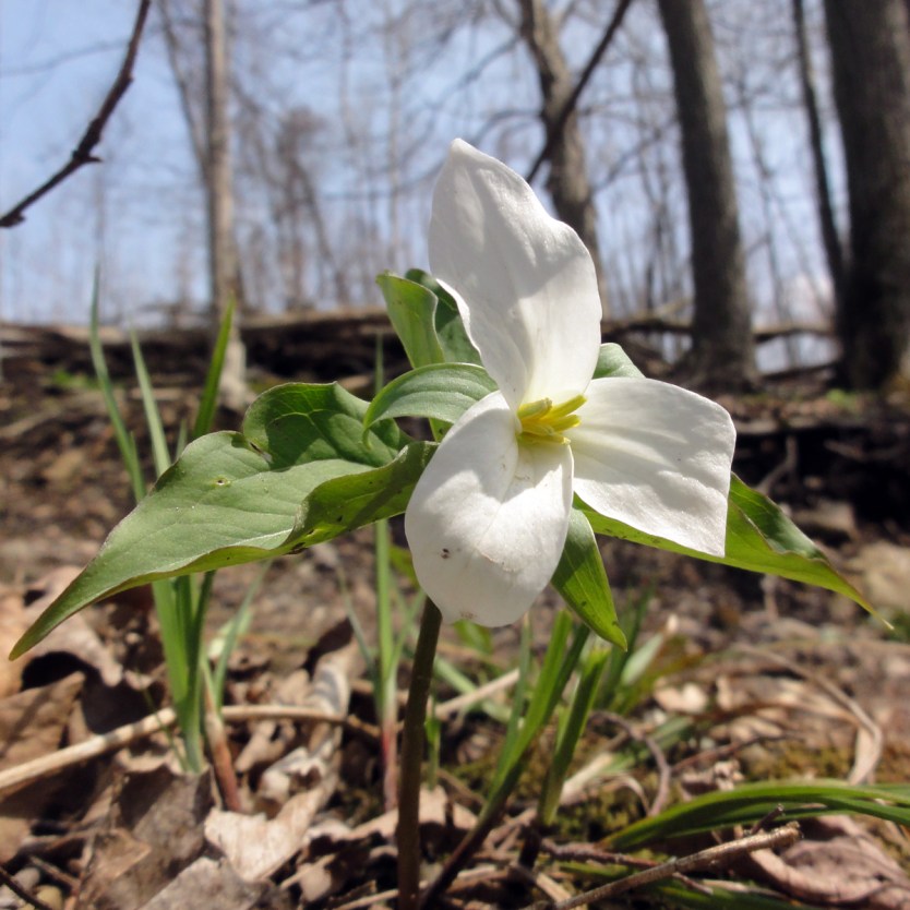 White trillium (Trillium grandiflorum) at Skaneateles Conservation Area