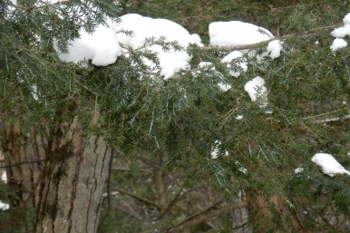 Hemlock Woolly Adelgid (HWA) infestation at Bahar Nature Preserve