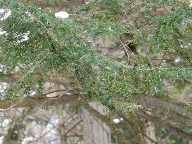 Hemlock Woolly Adelgid (HWA) infestation at Bahar Nature Preserve