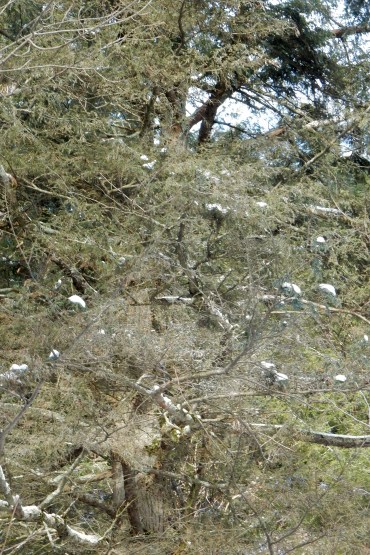 Hemlock Woolly Adelgid (HWA) infestation at Bahar Nature Preserve