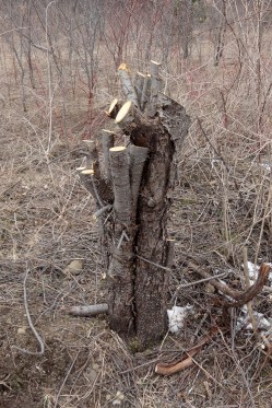 Typical buckthorn stump