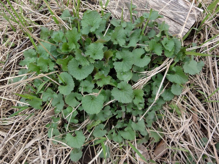 Rosette of a first-year garlic mustard plant by the boardwalk crossing the bog on Gully Road.