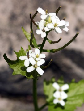 Garlic mustard detail, May 2007