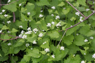 Garlic mustard (Alliaria petiolata), May 2007.