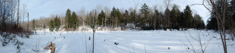 Hemlocks across the bog from near the O'loughlan parking lot.