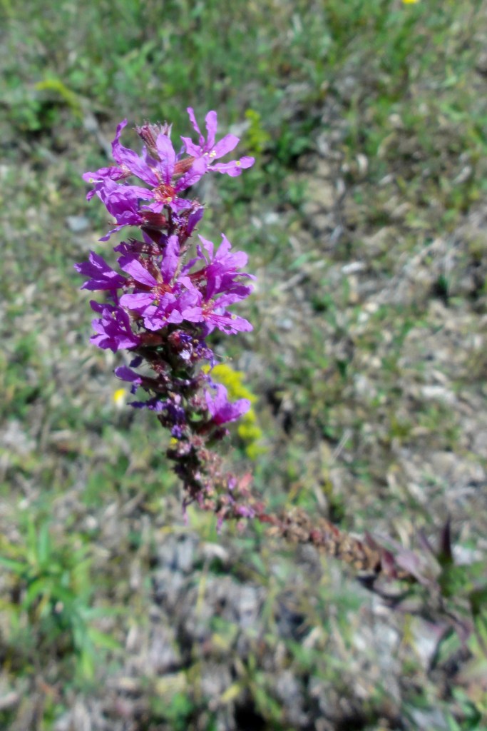 Purple Loosestrife, Aug. 19, 2012