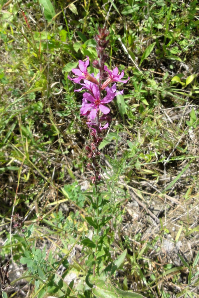 Purple Loosestrife, Aug. 19, 2012