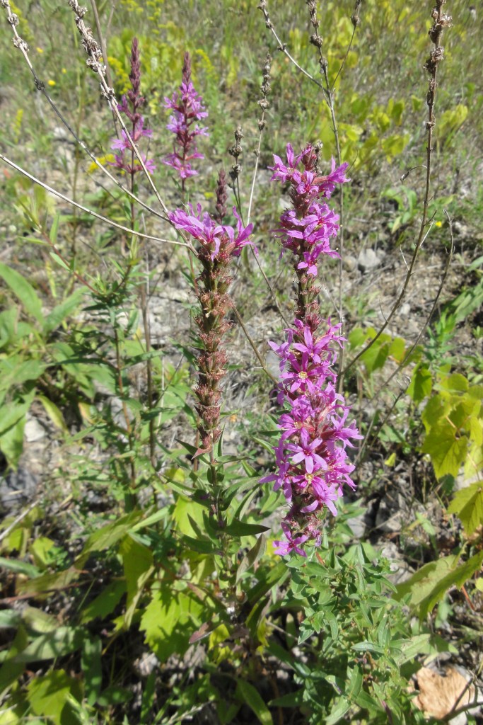 Purple Loosestrife, Aug. 19, 2012
