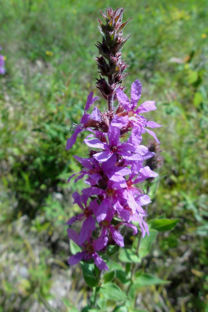 Purple Loosestrife, Aug. 19, 2012