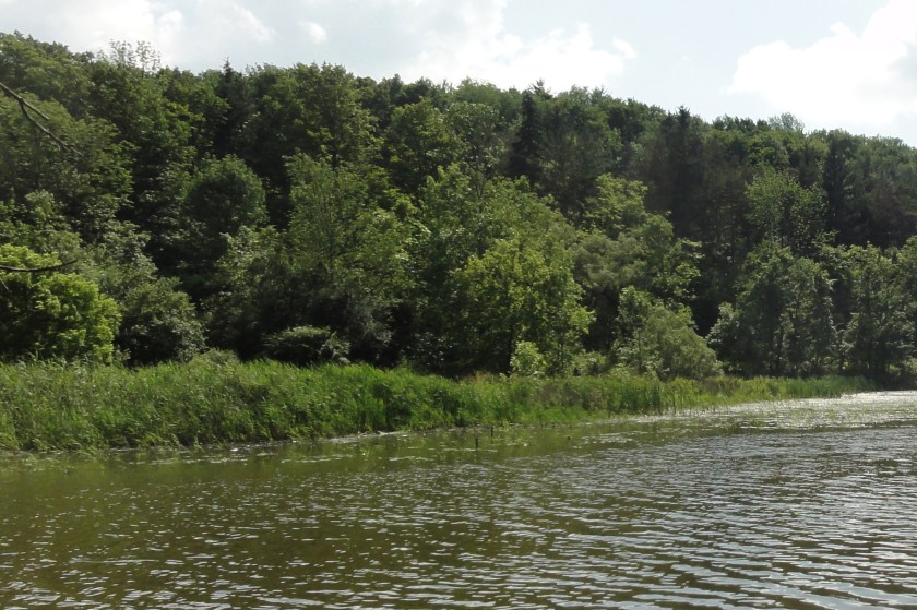 Phragmites australis on the southwestern edge of the beaver pond on Gully Road.