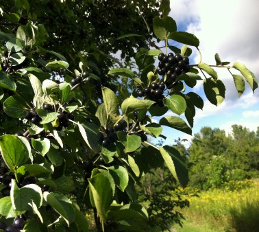 Common buckthorn in Scout Field, Aug. 28, 2014.