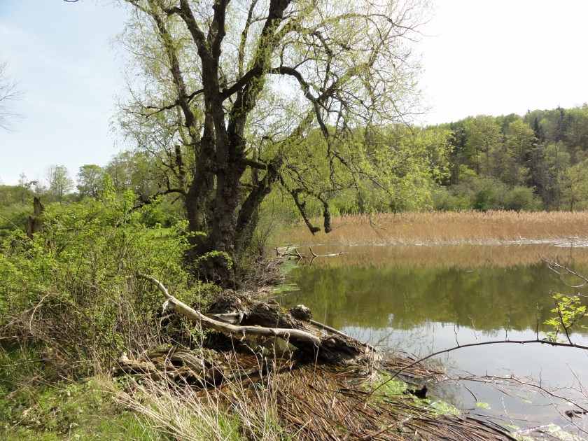 Southern Beaver dam on Gully Rd. Rosa multiflora at left, Phragmites australis at right