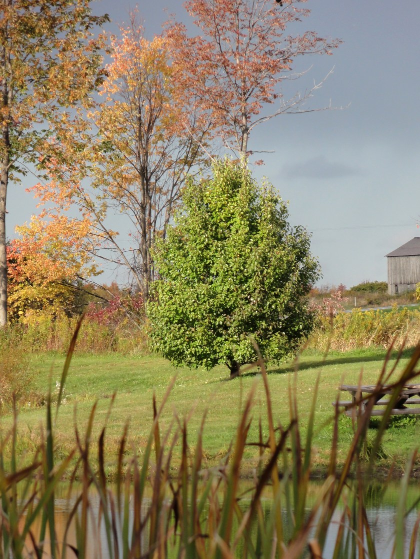 Bradford pear from across the fishing pond looking northeast.