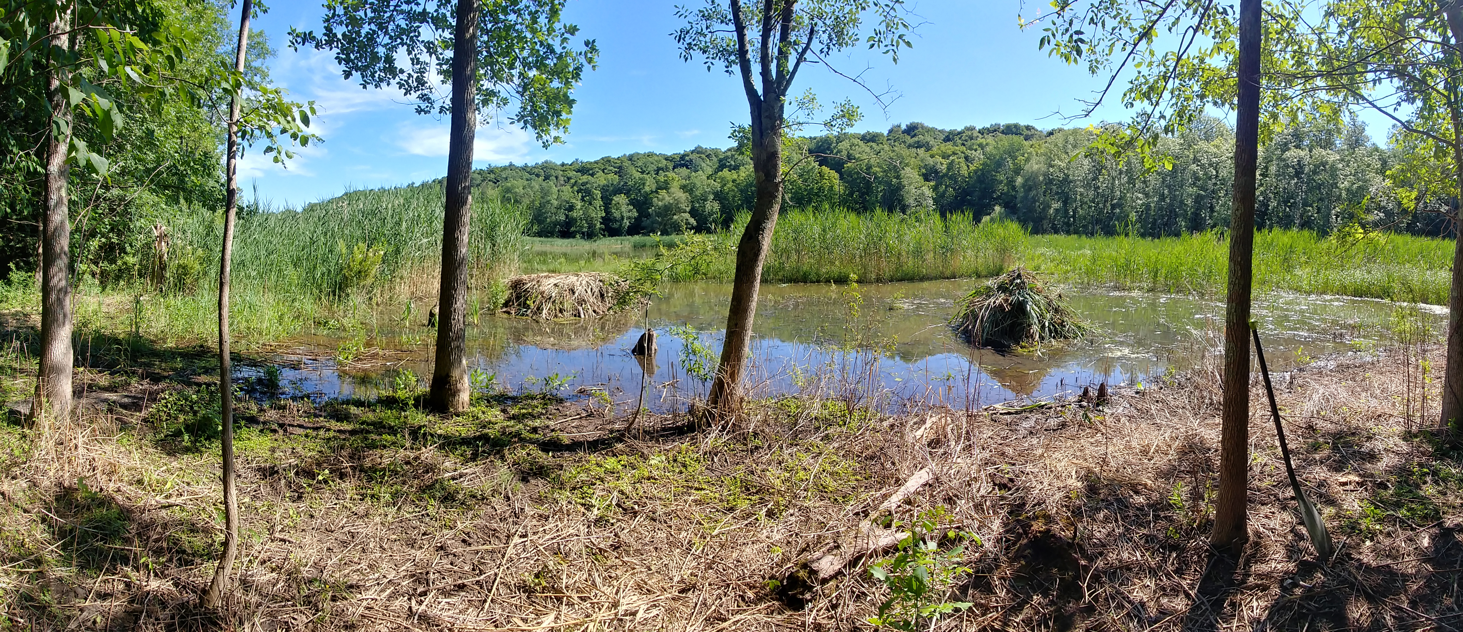 Phragmites_Panorama1