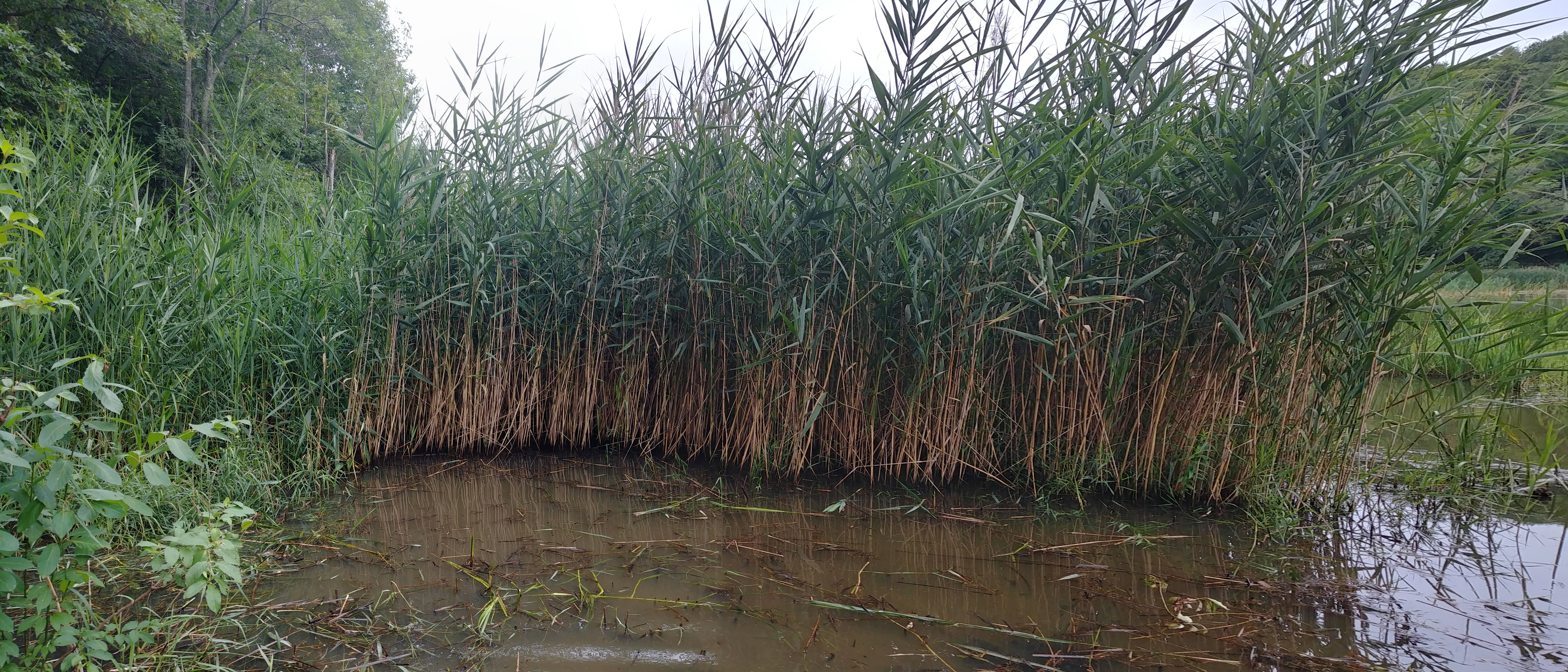 Phragmites_Panorama3